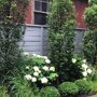 Carpinus betulus 'Fastigiata'